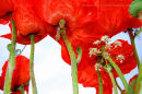 red poppies